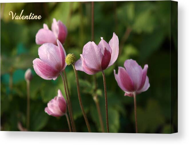 Valentine Canvas Print featuring the photograph V6-Japanese Anemones by Barbara White