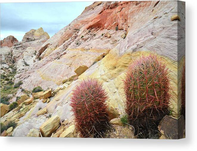 Valley Of Fire State Park Canvas Print featuring the photograph Valley of Fire Barrel Cactus by Ray Mathis