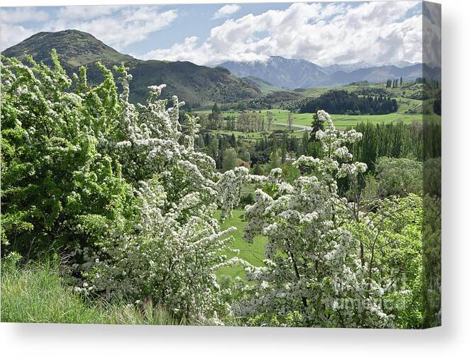 Queenstown Canvas Print featuring the photograph Valleys and Meadows of New Zealand. Springtime. Queenstown area. by Yurix Sardinelly