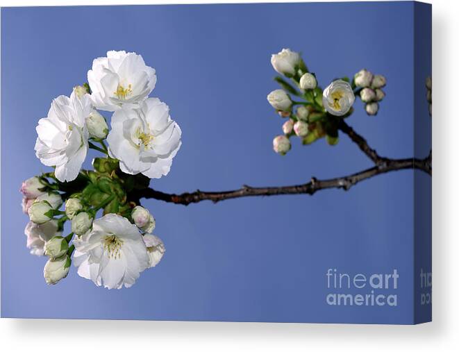 Terry Elniski Photography Canvas Print featuring the photograph Vancouver 2017 Spring Time Cherry Blossoms - 4 by Terry Elniski