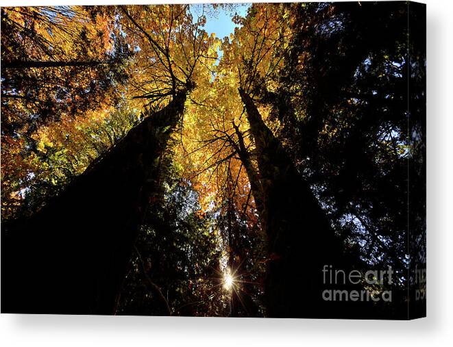 Terry Elniski Photography Canvas Print featuring the photograph Vancouver Stanley Park Trees 2017 - 3 by Terry Elniski
