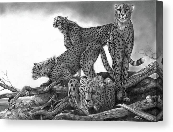 Cheetah Canvas Print featuring the drawing Vantage by Peter Williams