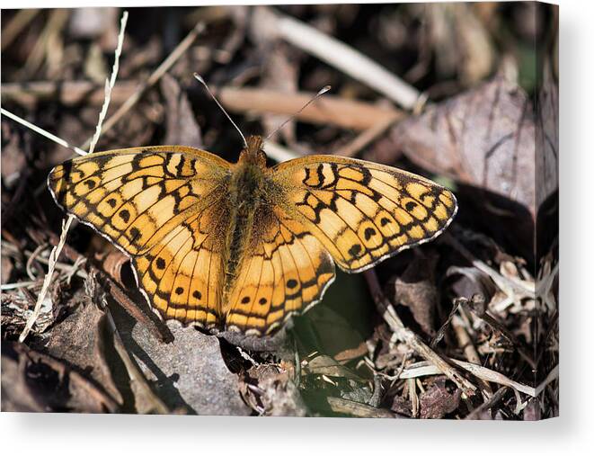 Butterfly Canvas Print featuring the photograph Variegated Fritillary by Robert Potts
