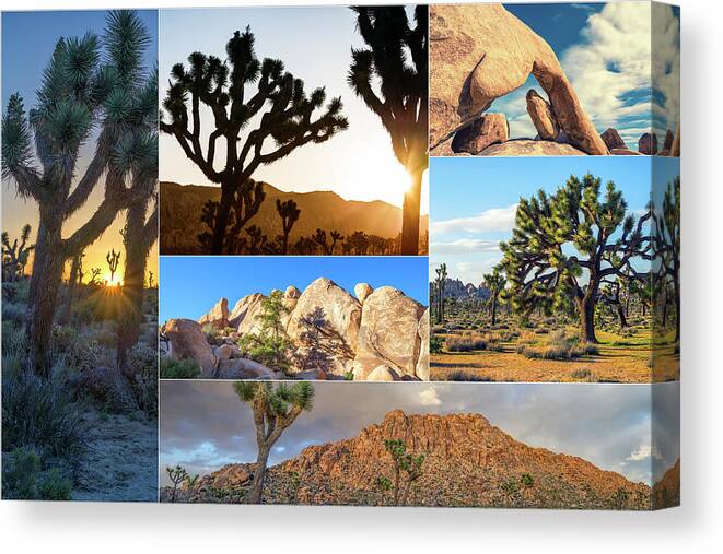 Joshua Tree Canvas Print featuring the photograph Variety of Joshua Tree Collage by Joseph S Giacalone