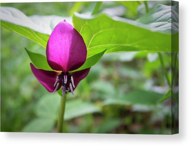 Posters Canvas Print featuring the photograph Vasey's Trillium by Ben Shields