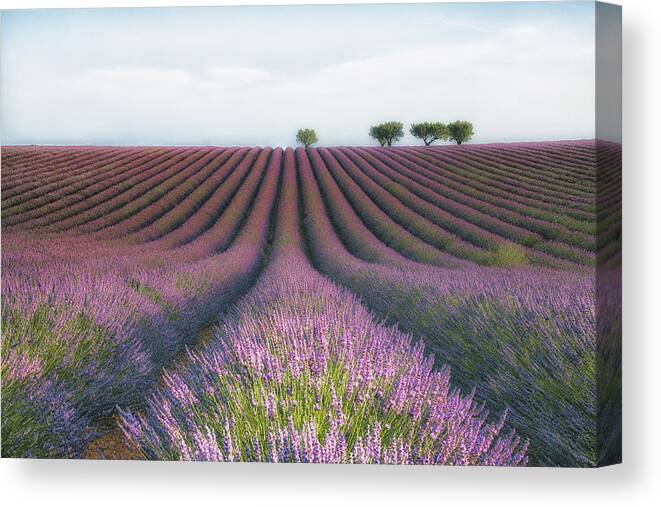 Landscape Canvas Print featuring the photograph Velours De Lavender by Margarita Chernilova