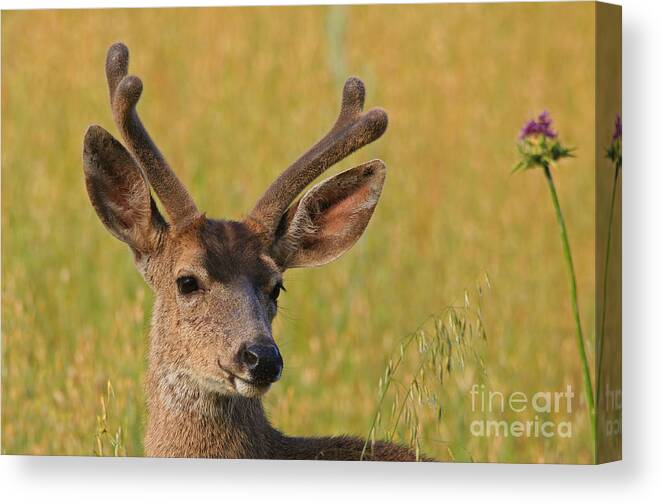 Mule Canvas Print featuring the photograph Velvet by Craig Corwin