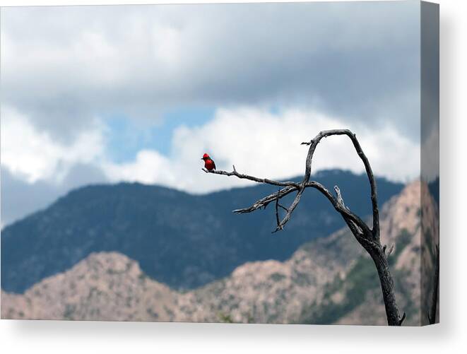 Vemillion Flycatcher Canvas Print featuring the photograph Vermillion Flycatcher Male by Tam Ryan