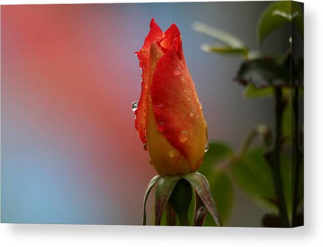 Salmon Canvas Print featuring the photograph Vibrant by Doug Norkum