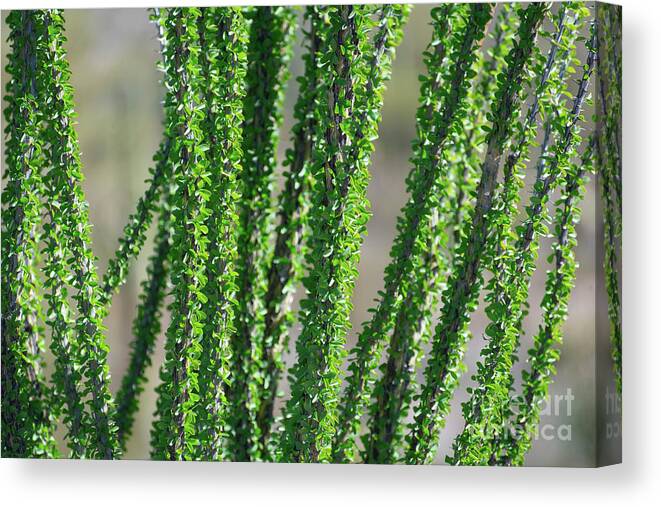 Desert Canvas Print featuring the photograph Vibrant Ocotillo by Jeff Hubbard