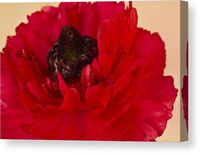 Ranunculus Canvas Print featuring the photograph Vibrant Petals by Sandra Foster