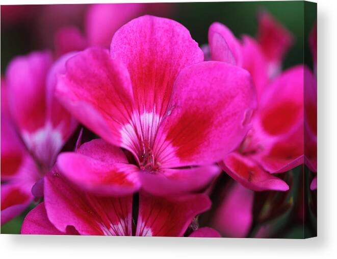 Pink Flowers Canvas Print featuring the photograph Vibrant Pink Flowers by Angela Murdock