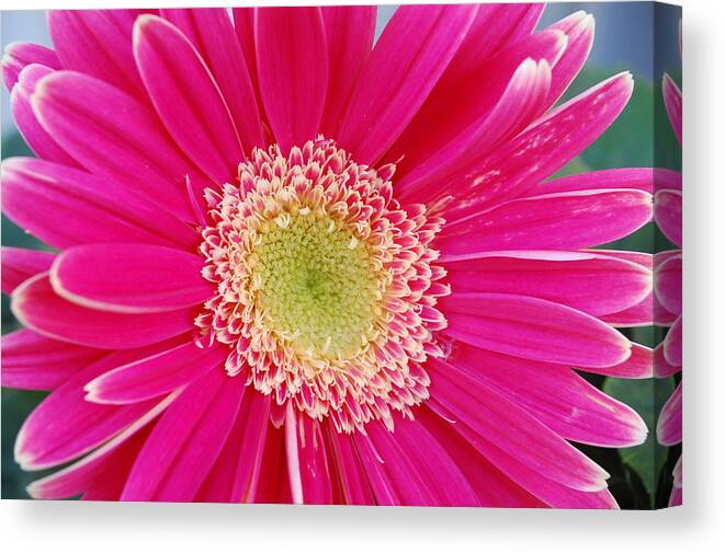 Flower Canvas Print featuring the photograph Vibrant Pink Gerber Daisy by Amy Fose