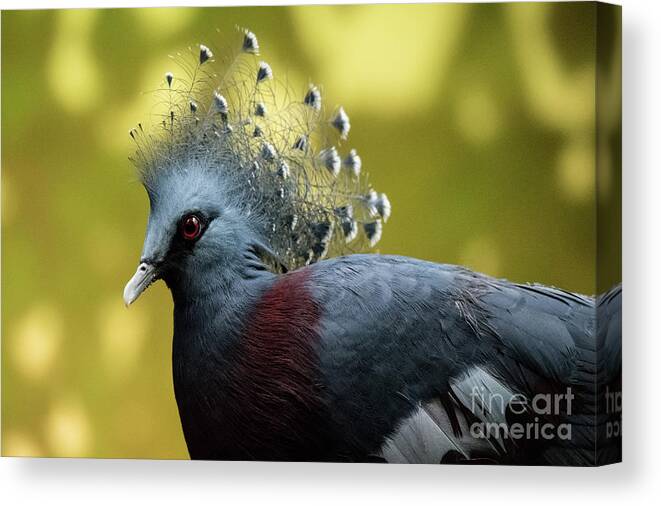 Bird Canvas Print featuring the photograph Victoria Crowned Pigeon by Ed Taylor