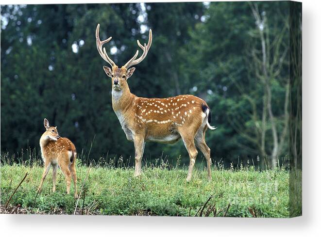 Adult Canvas Print featuring the photograph Vietnamese Sika Deer by Gerard Lacz