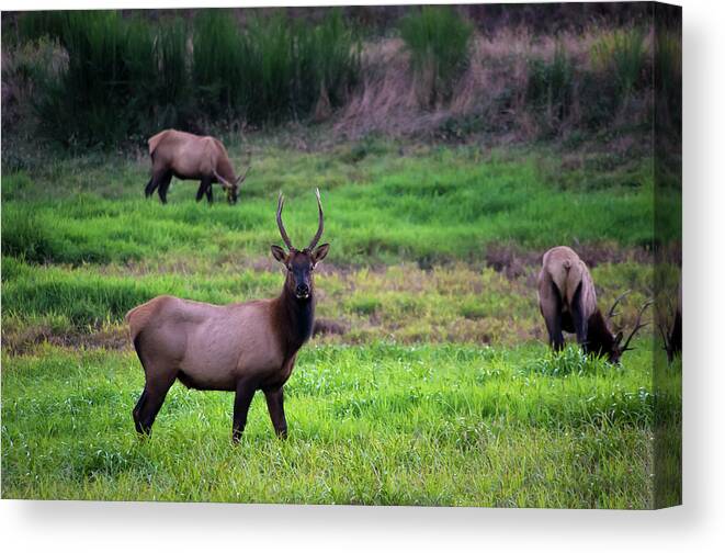 Photography Canvas Print featuring the photograph Vigilant by Steven Clark