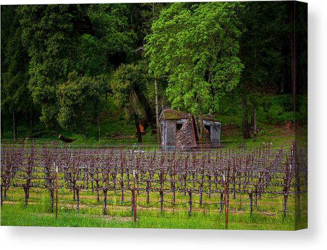 Old Canvas Print featuring the photograph Vineyard by Bruce Bottomley