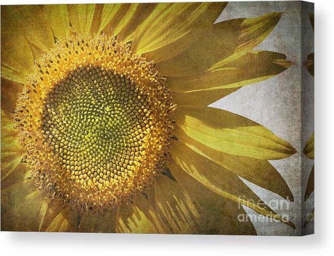 Abstract Canvas Print featuring the photograph Vintage sunflower by Jane Rix