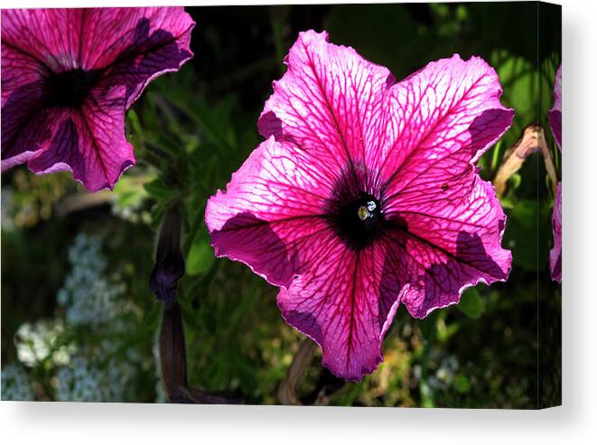 Flowers Canvas Print featuring the photograph Violet Coloured Flowers 2 by Lyle Crump