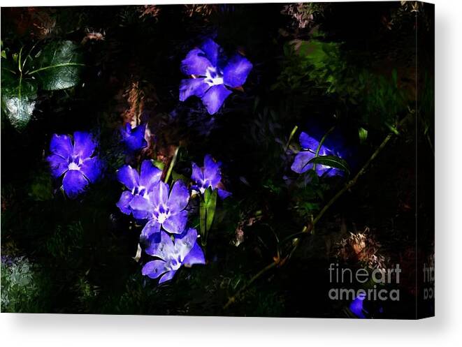 Spring Canvas Print featuring the photograph Violet by David Lane