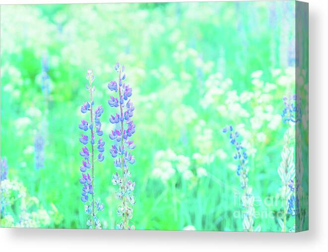 Forest Canvas Print featuring the photograph Violet Lupine Lane by Anastasy Yarmolovich