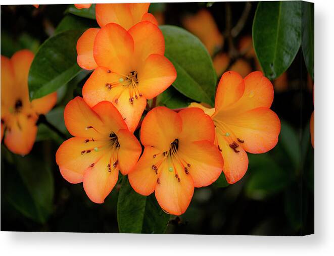 Hawaii Canvas Print featuring the photograph Vireya Rhododendron 2 by Teresa Wilson