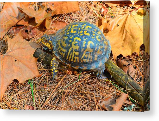 Eastern Box Canvas Print featuring the photograph Visitor in the Woods by Stacie Siemsen