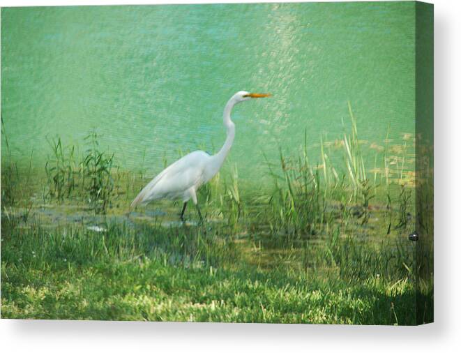 Egrets Canvas Print featuring the photograph Wading Egret by Kathleen Stephens