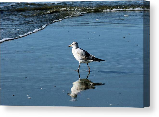 Sea Canvas Print featuring the photograph Wading Sea Gull by Cathy Harper