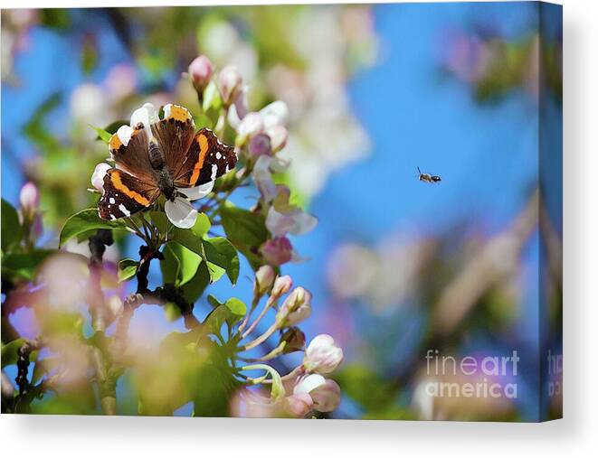 Butterfly Canvas Print featuring the photograph Wait for me by Tatiana Travelways