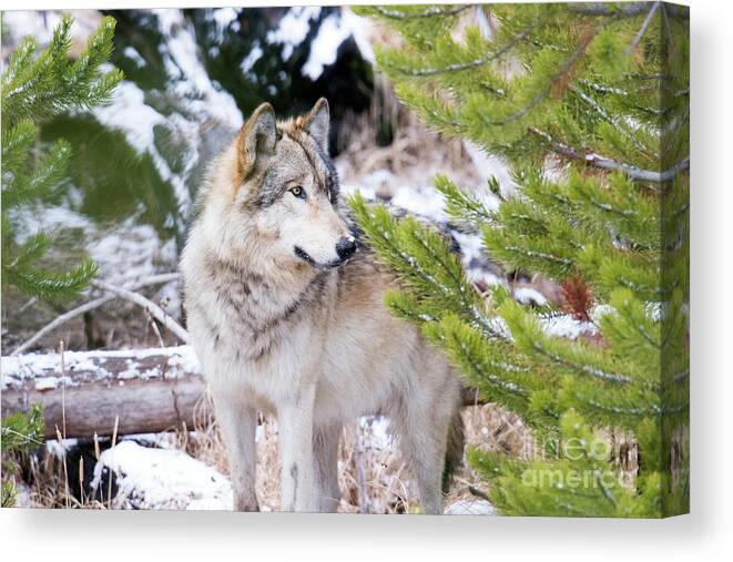 Grey Wolf Canvas Print featuring the photograph Waiting by Deby Dixon