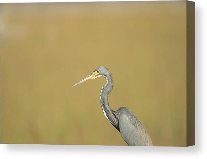 Everglades National Park Canvas Print featuring the photograph Waiting by Frank Madia