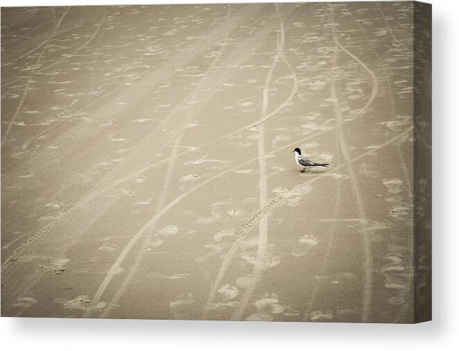 Bird Canvas Print featuring the photograph Waiting My Turn by Carolyn Marshall