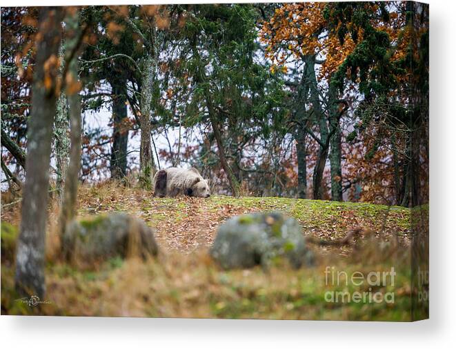 Wakening Bear Canvas Print featuring the photograph Wakening Bear by Torbjorn Swenelius