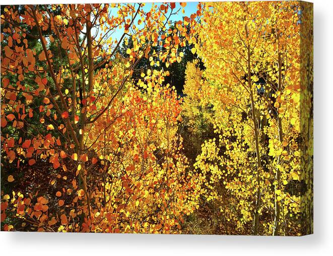 Colorado Canvas Print featuring the photograph Walking Among the Aspens at Dillon Reservoir by Ray Mathis