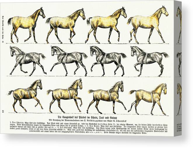 Activity Canvas Print featuring the drawing Walking technique of the horse by Vincent Monozlay