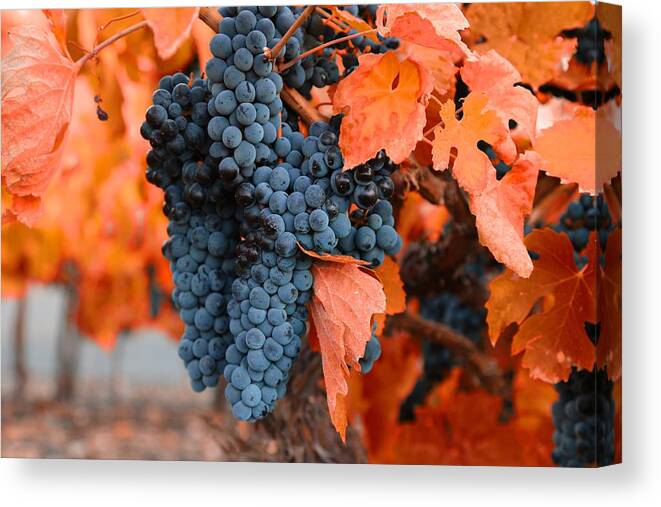 Walking Through The Vineyard Canvas Print featuring the photograph Walking though the vineyard by Lynn Hopwood