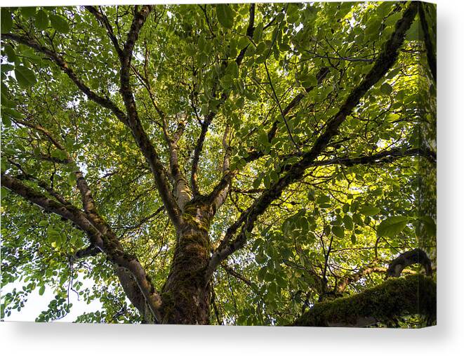Botanical Canvas Print featuring the photograph Walnut Tree Branches and Leaves by Michael Russell