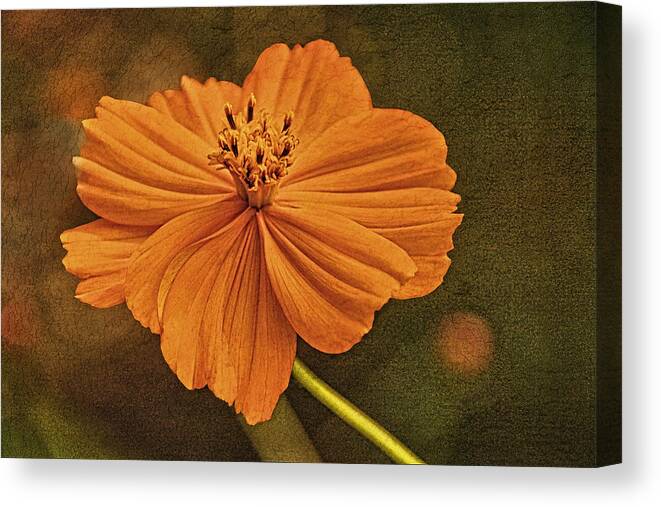 Bright Lights Canvas Print featuring the photograph Warm Glow of Summer by Theo O'Connor