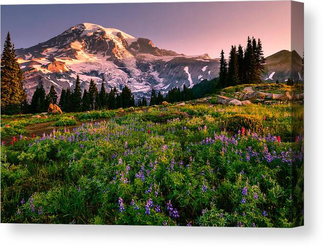 Mount Rainier Canvas Print featuring the photograph Warming Up in Paradise by Dan Mihai