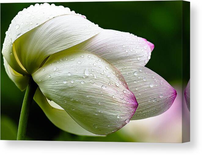 Droplets Canvas Print featuring the photograph Warts and all by Edward Kreis
