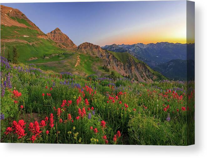 Wasatch Canvas Print featuring the photograph Wasatch Wildflowers in dawn light. by Wasatch Light