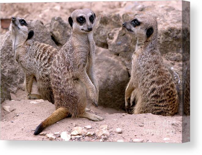 Animal Canvas Print featuring the photograph Watchers by Stephen Melia