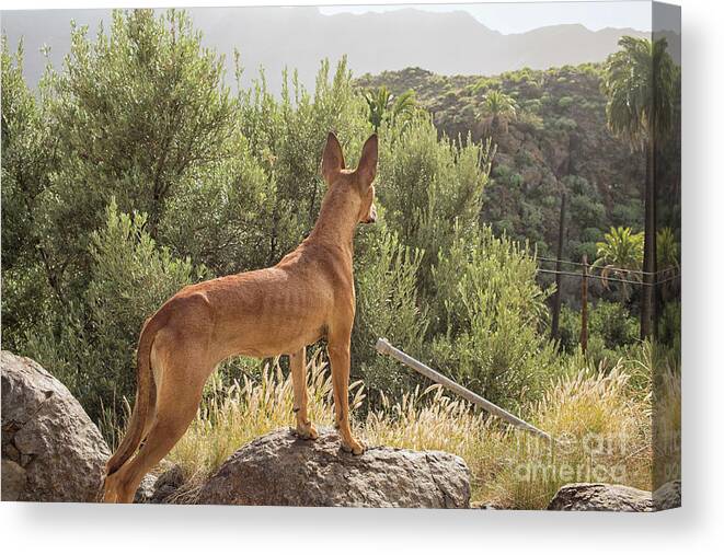 Action Canvas Print featuring the photograph Watchful dog by Patricia Hofmeester