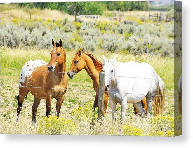 Horses Canvas Print featuring the photograph Watchful by Merle Grenz