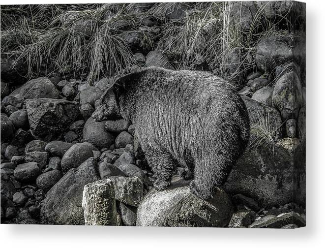 Black Bear Canvas Print featuring the photograph Watching Black Bear by Roxy Hurtubise