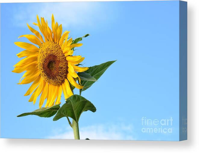 Helianthus Annuus Canvas Print featuring the photograph Watching Over Life by Angela J Wright