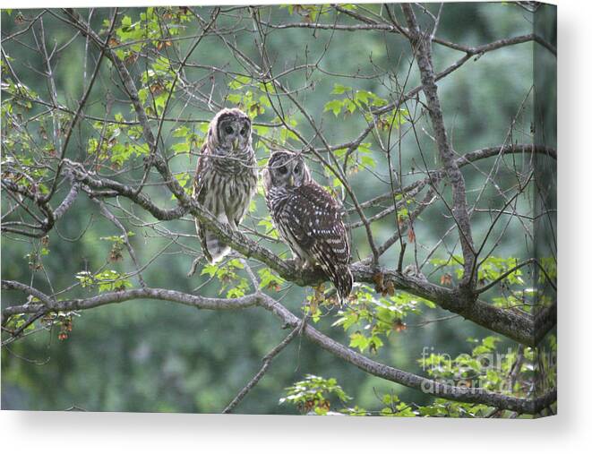 Owl Canvas Print featuring the photograph Watching by Reva Dow