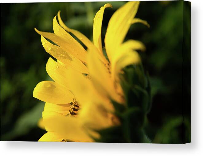 Bloom Canvas Print featuring the photograph Water Drops and Sunflower Petals by Dennis Dame