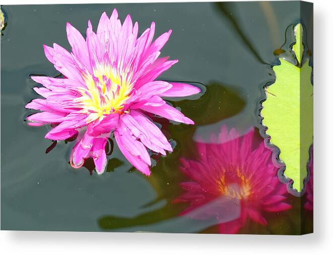 Water Lilies Canvas Print featuring the photograph Water lilies by Peter Ponzio